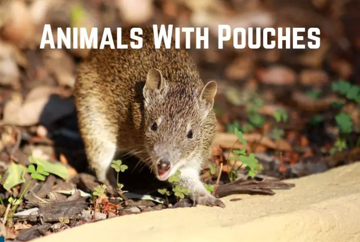 13 Stunning Animals With Pouches (With Pics) - Animal Giant