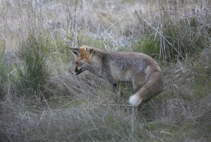 fox-hunting-for-prey