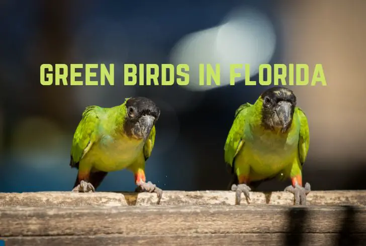 green-birds-in-florida