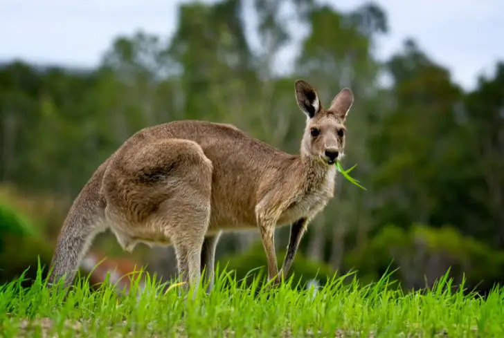 kangaroo-eating-leaves
