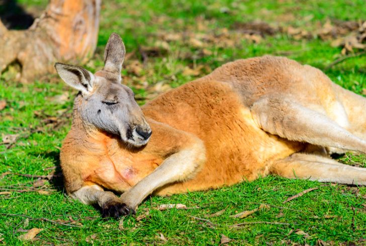 kangaroo-enjoying-sun