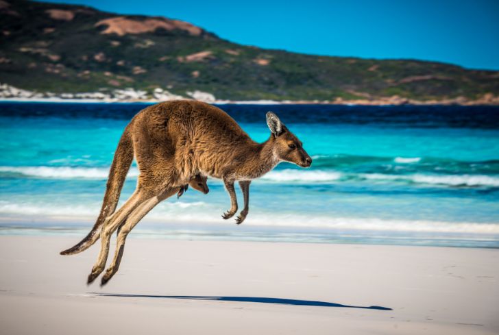 kangaroo-jumping