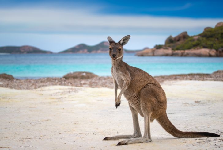 kangaroo-on-beach