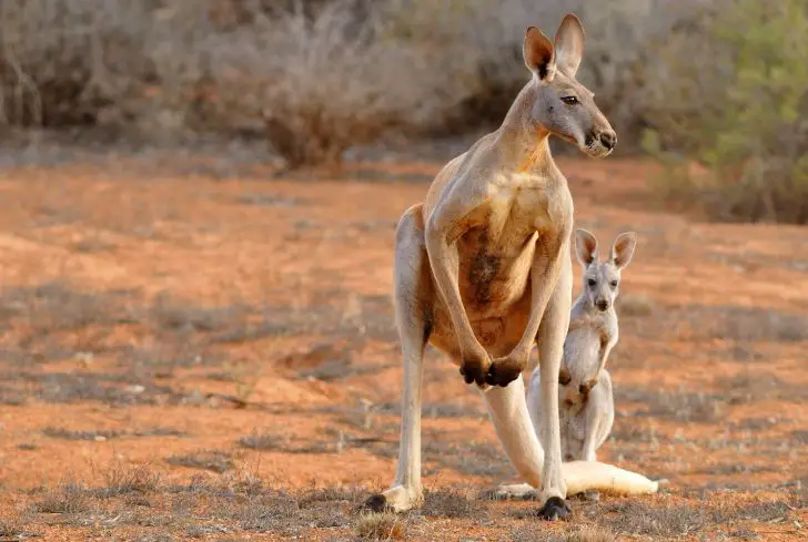 kangaroo-with-baby