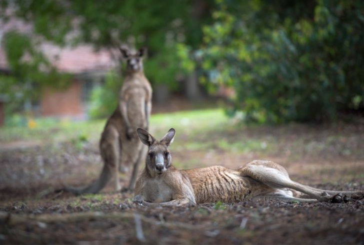 kangaroos-relaxing-in-forest