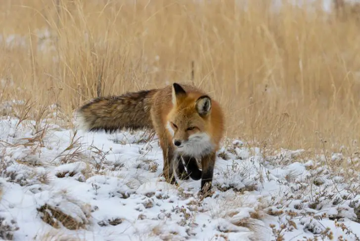 red-fox-hunting