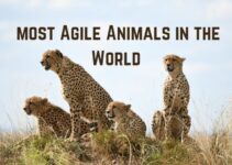 15 Most Agile Animals in the World (+ Pics)