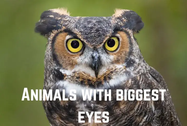 animals-with-biggest-eyes