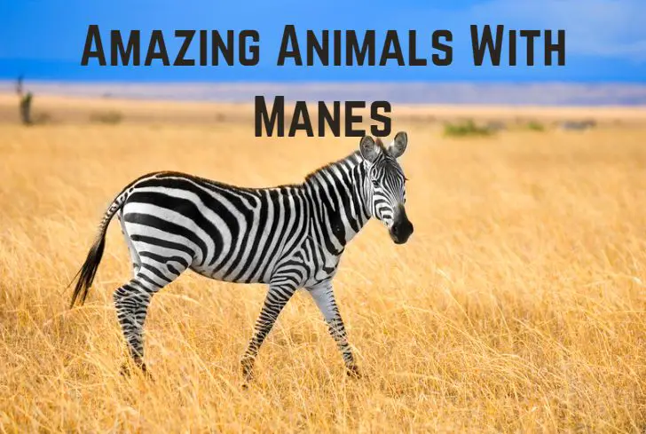 13 Amazing Animals With Manes (+ Pics) - Animal Giant
