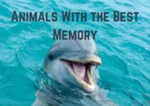 15 Marvelous Animals With the Best Memory (With Pics)