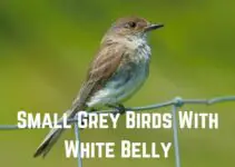 13 Small Grey Birds With White Belly (+Pics)