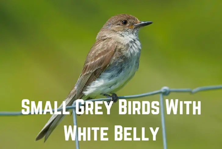 grey-birds-with-white-belly