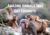 13 Amazing Animals That Eat Coconuts (With Pics)