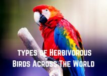 17 Types of Herbivorous Birds Across The World (+ Pics)