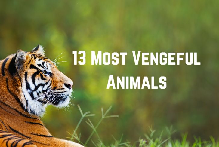 vengeful-animals