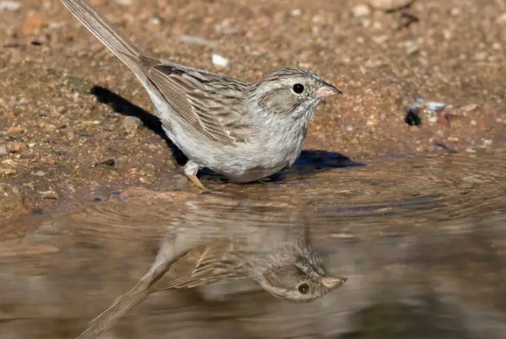 Sagebrush-Sparrow