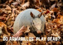 Do Armadillos Play Dead?