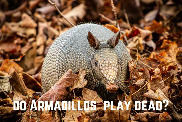 do-armadillos-play-dead
