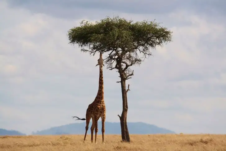 giraffes-eating-tree-leaves