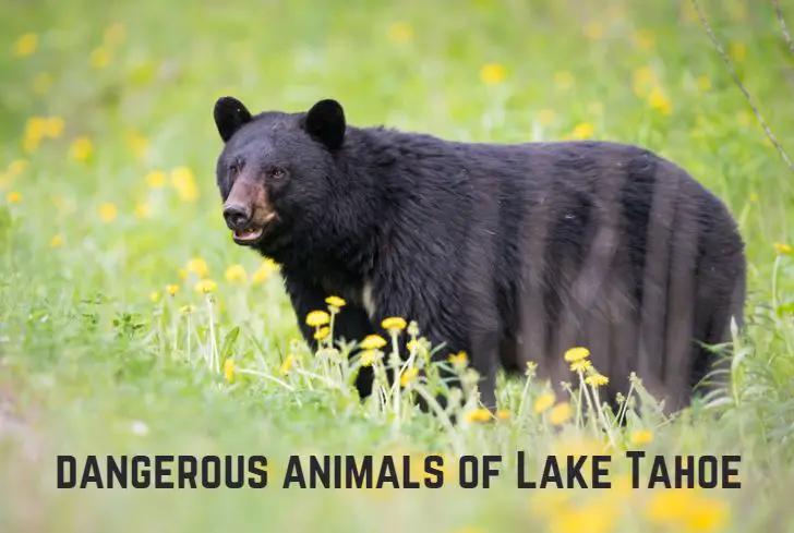 animals-in-lake-tahoe