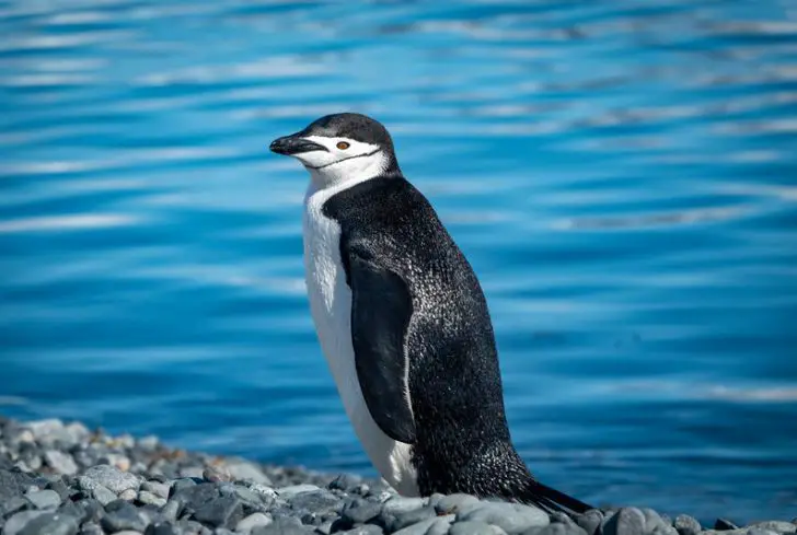 penguin-on-riverside