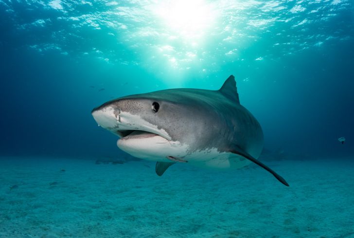 shark-in-water