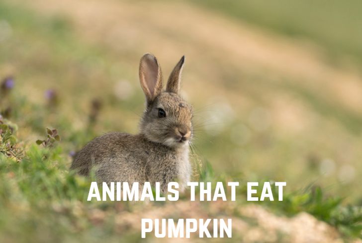 13 Amazing Animals That Eat Pumpkins (+Pics) - Animal Giant