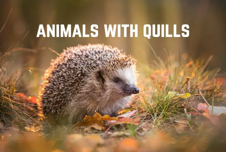 animals-with-quills