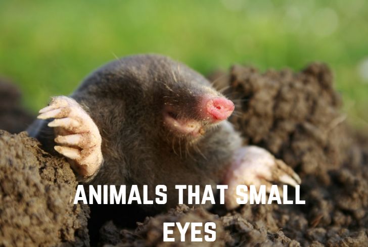 animals-with-small-eyes