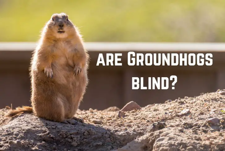 are-groundhogs-blind