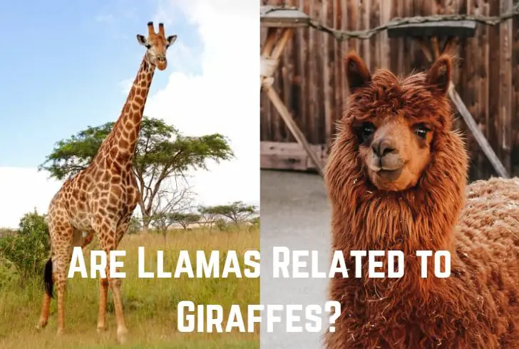 are-llamas-related-to-giraffes