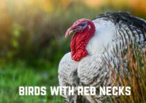 15 Breathtaking Birds With Red Necks (+ Pics)