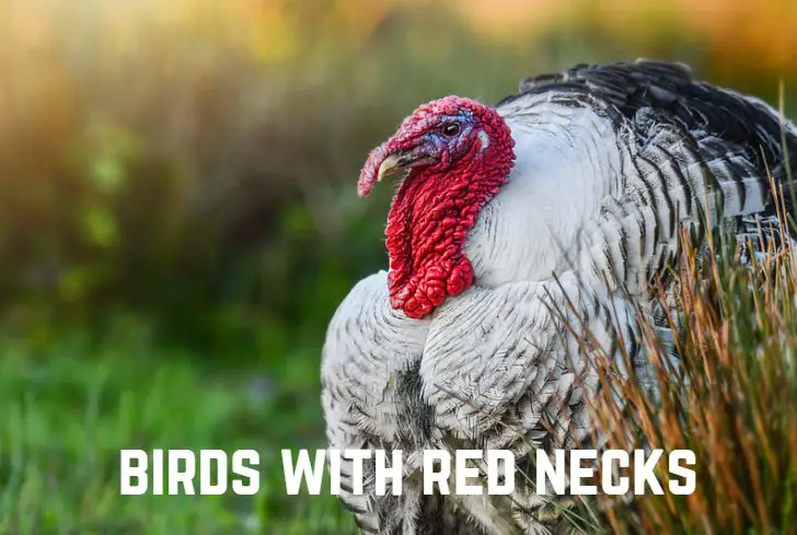 birds-with-red-necks