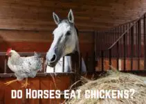 Do Horses Eat Chickens? (Answered)