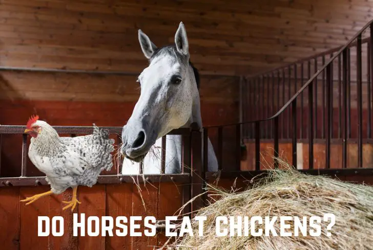 do-horses-eat-chickens