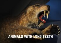 13 Animals With Long Teeth (+Pics)