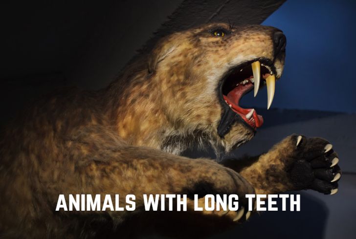animals-with-long-teeth