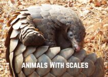 13 Amazing Animals With Scales (+Pics)