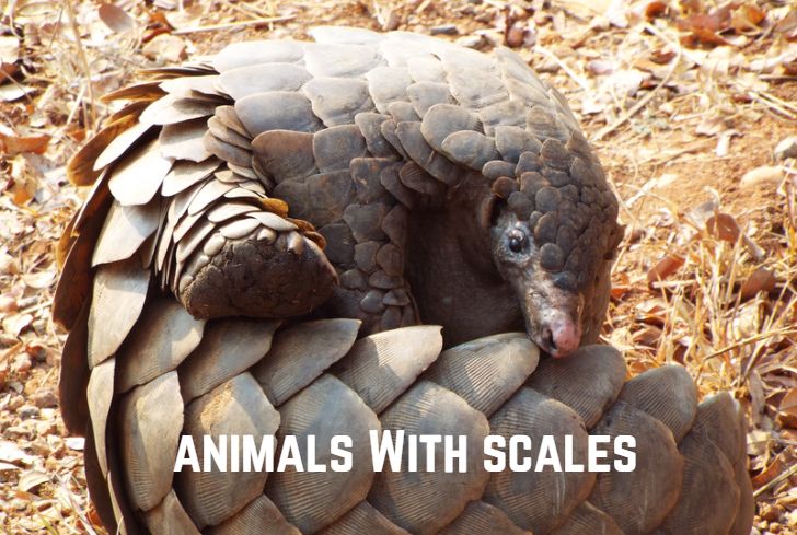 animals-with-scales