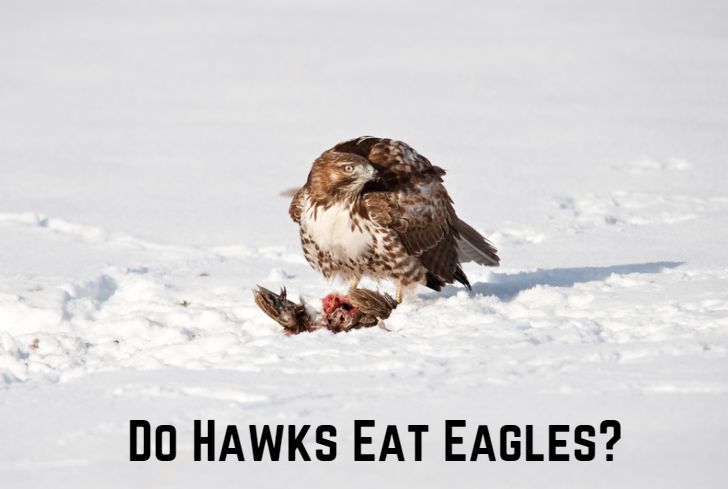 do-hawks-eat-eagles