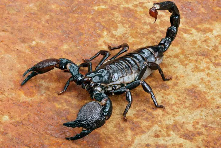 Giant-Scorpion