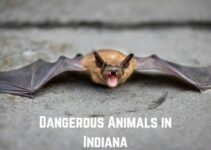10 Most Dangerous Animals in Indiana: Beware of These Wild Creatures!