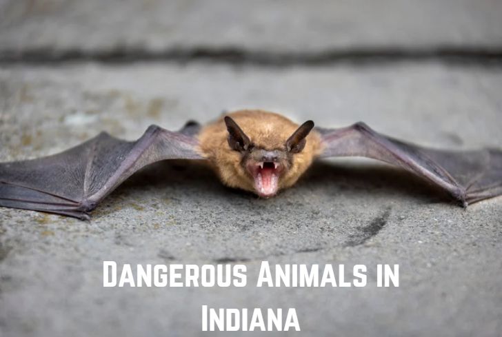 dangerous-animals-in-Indiana