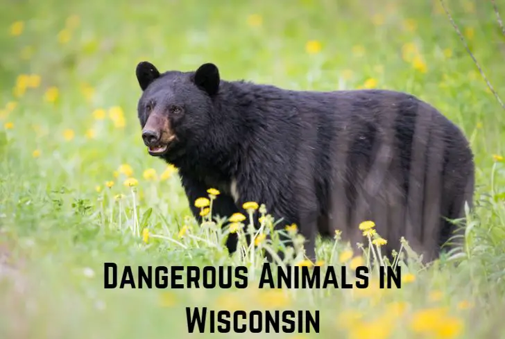dangerous-animals-in-Wisconsin