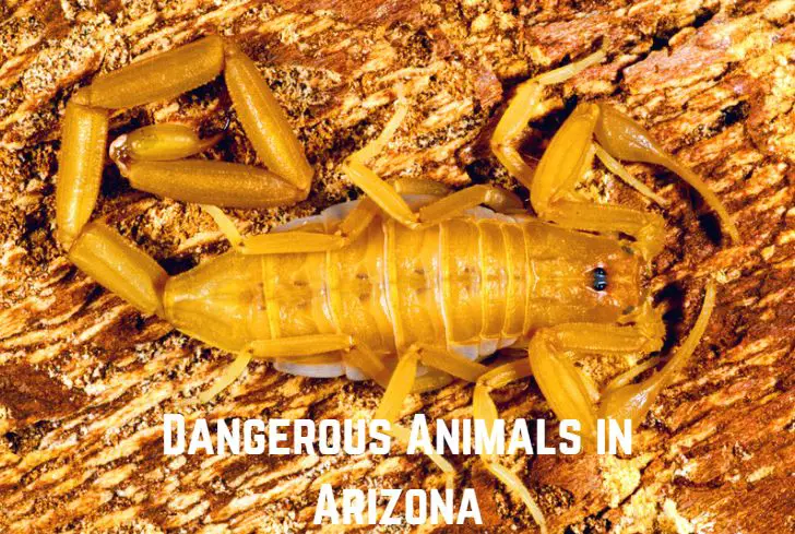 dangerous-animals-in-arizona