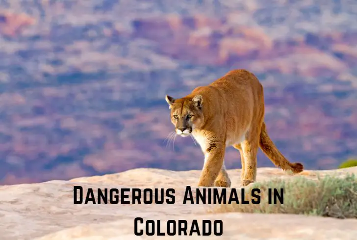 dangerous-animals-in-colorado