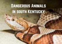 13 Most Dangerous Animals in Kentucky: Your Wildlife Watchlist