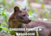 10 Most Dangerous Animals in Madagascar: A Thrilling Guide