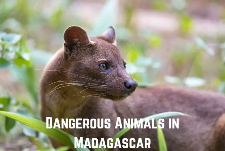 dangerous-animals-in-madagascar