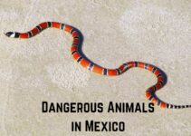 11 Most Dangerous Animals in Mexico: Meet the Deadly Wildlife!